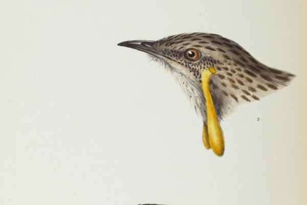 Red Wattlebird