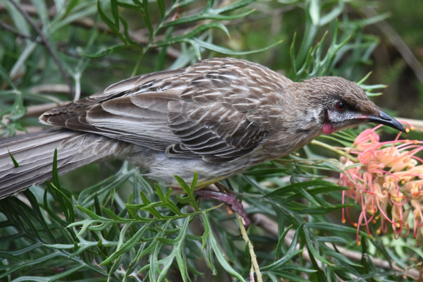 Red Wattlebird