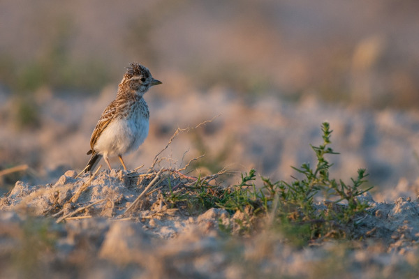 Red-winged Lark