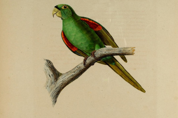Red-winged Parrot