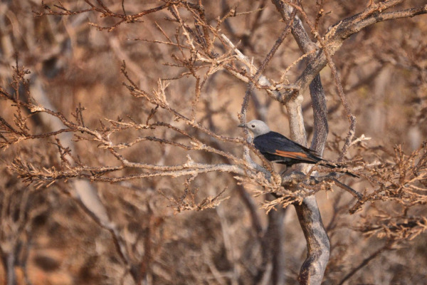 Red-winged Starling