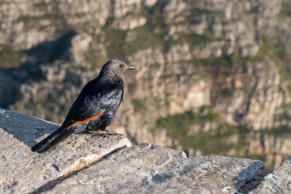 Red-winged Starling