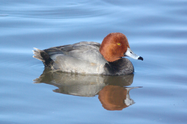 Redhead