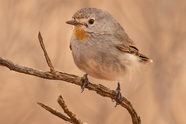 Redthroat