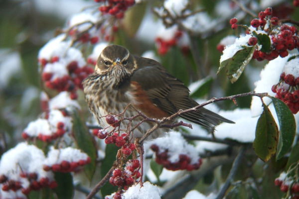 Redwing