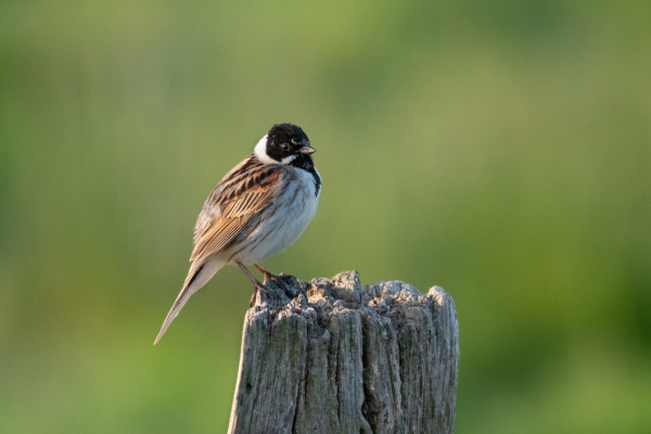 Reed Bunting