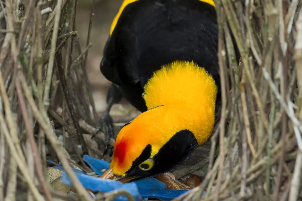 Regent Bowerbird
