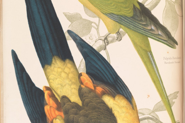 Regent Parrot