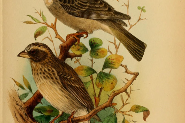 Reichard's Seedeater