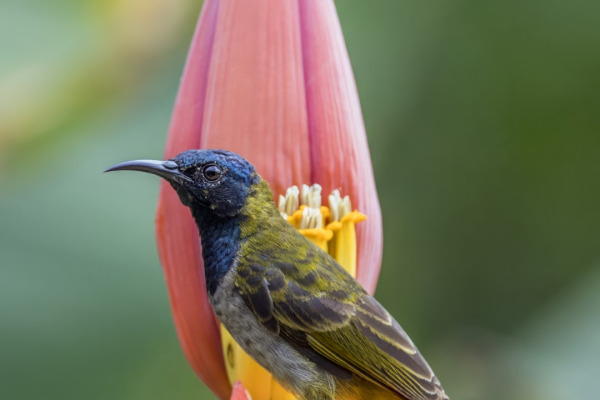 Reichenbach's Sunbird