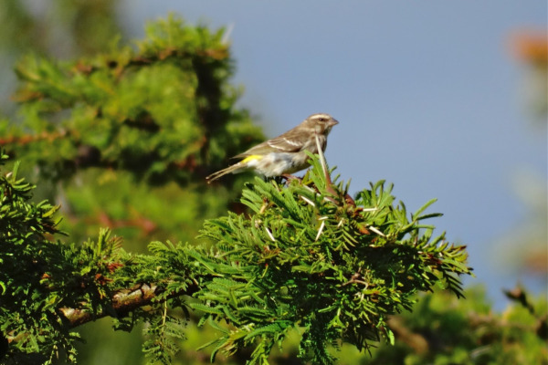 Reichenow's Seedeater