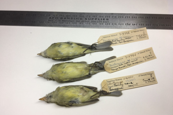 Reiser's Tyrannulet