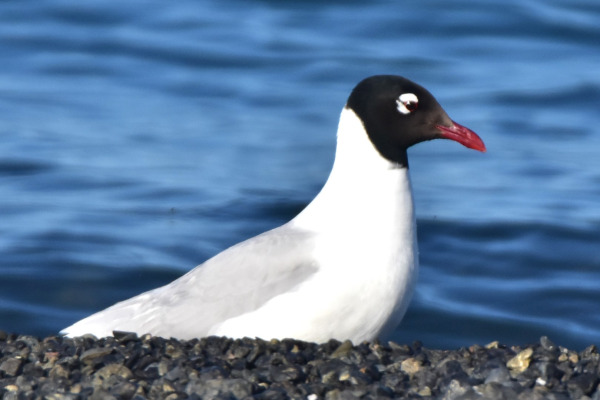 Relict Gull