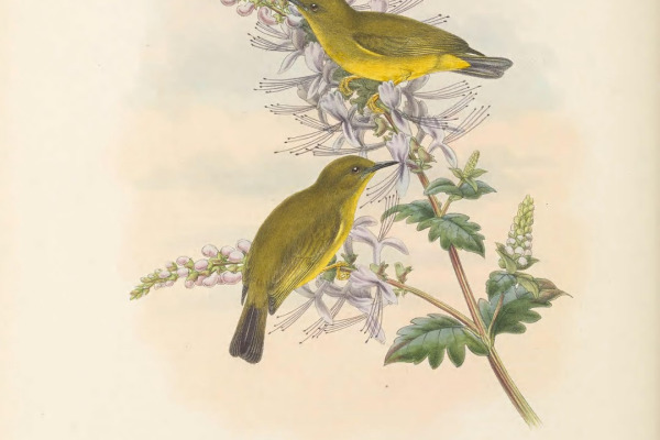Rendova White-eye