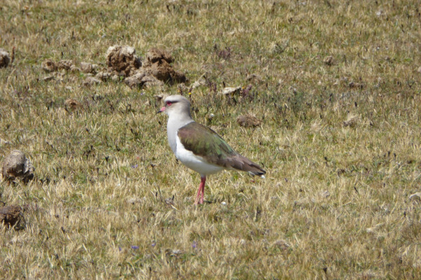 Resplendent Lapwing