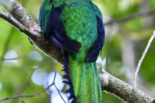 Resplendent Quetzal