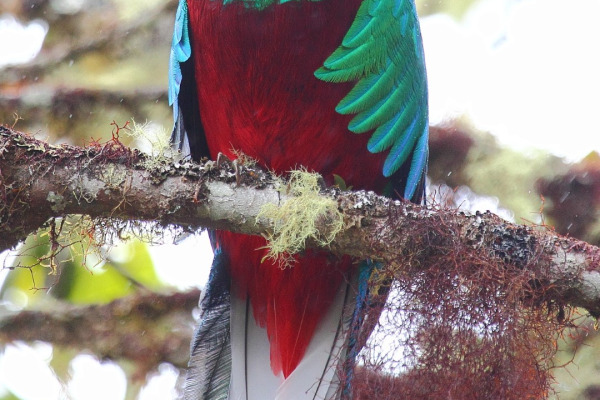 Resplendent Quetzal