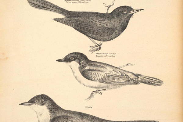 Restless Flycatcher