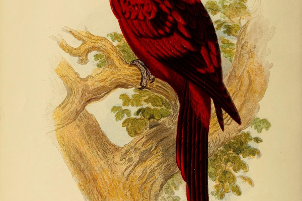 Reticulated Parrot