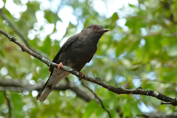 Retz's Helmetshrike