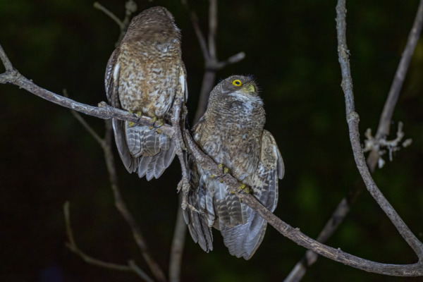 Reyes's owl
