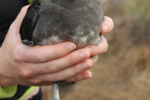 Rhinoceros Auklet