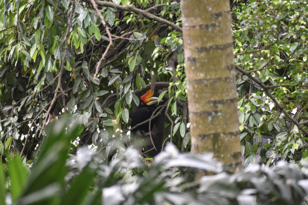 Rhinoceros Hornbill