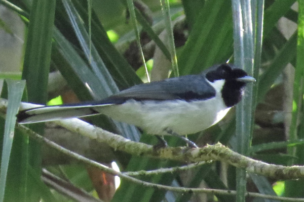 Ribbon-tailed Astrapia
