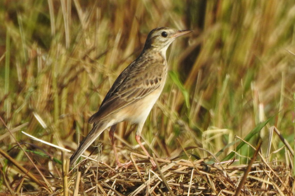 Richard's Pipit