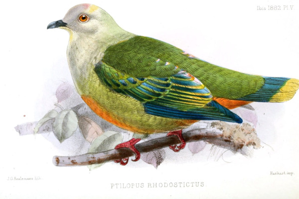 Richards's Fruit Dove