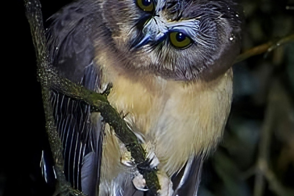Ridgway's Pygmy Owl