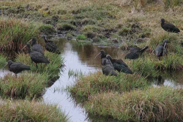 Ridgway's Rail