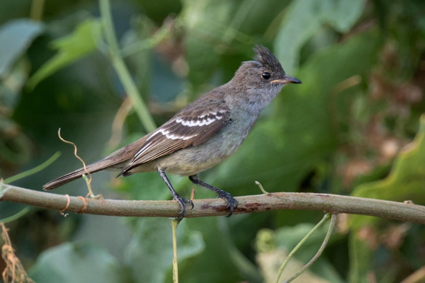 Ridley's Elaenia
