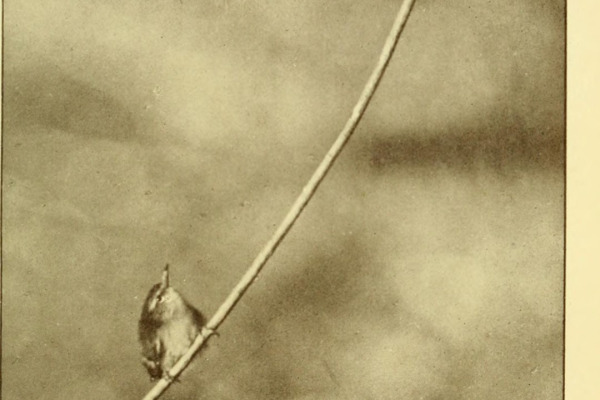 Rifleman