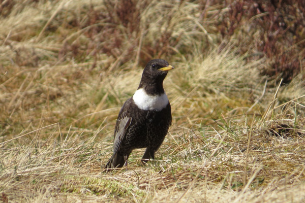 Ring Ouzel