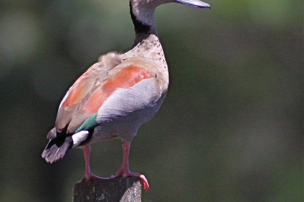 Ringed Teal