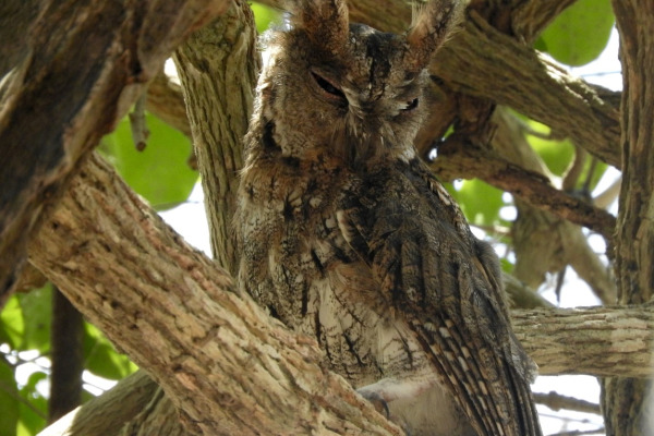 Rinjani scops owl