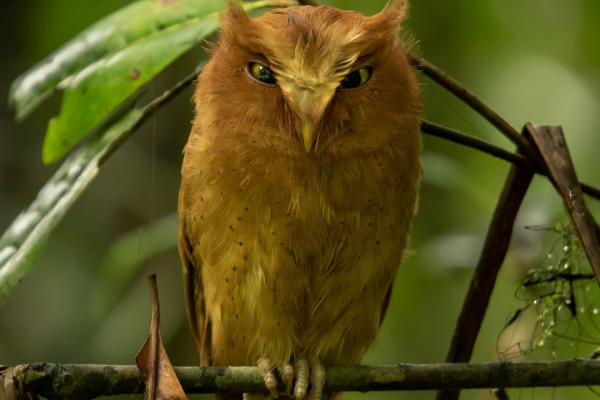 Rinjani scops owl