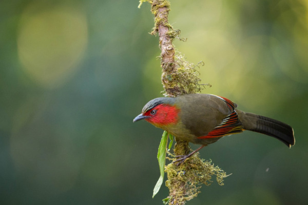 Rippon's Liocichla