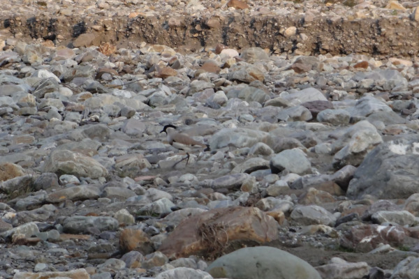 River Lapwing