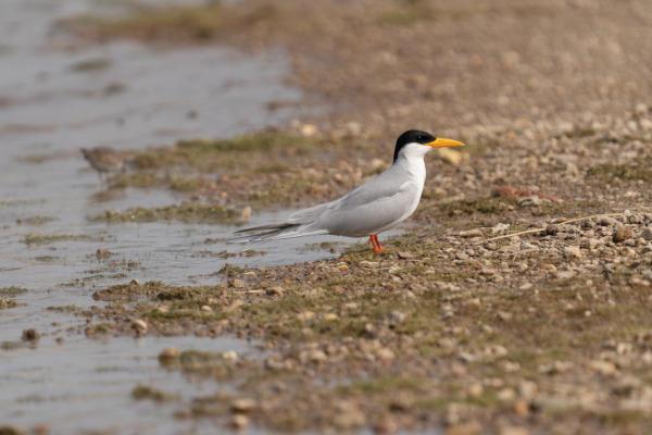 River tern