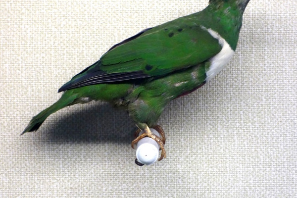 Rivoli's Fruit Dove