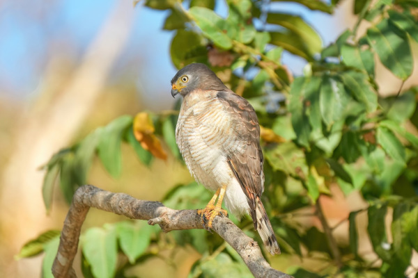 Roadside Hawk