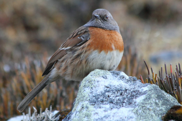 Robin Accentor