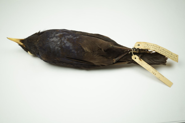 Robinson's Whistling Thrush