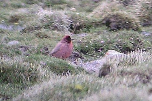 Roborovski Rosefinch