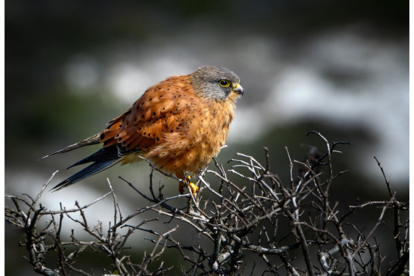 Rock Kestrel
