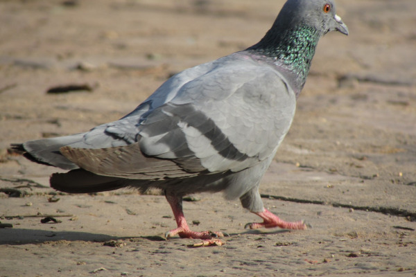 Rock Pigeon