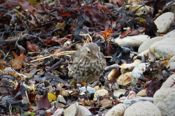 Rock Pipit