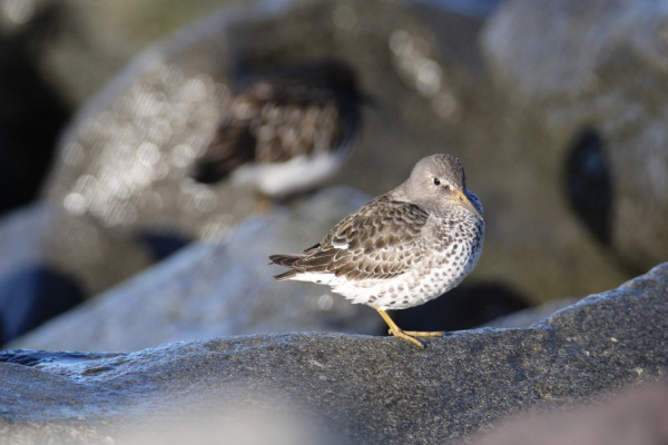 Rock Sandpiper